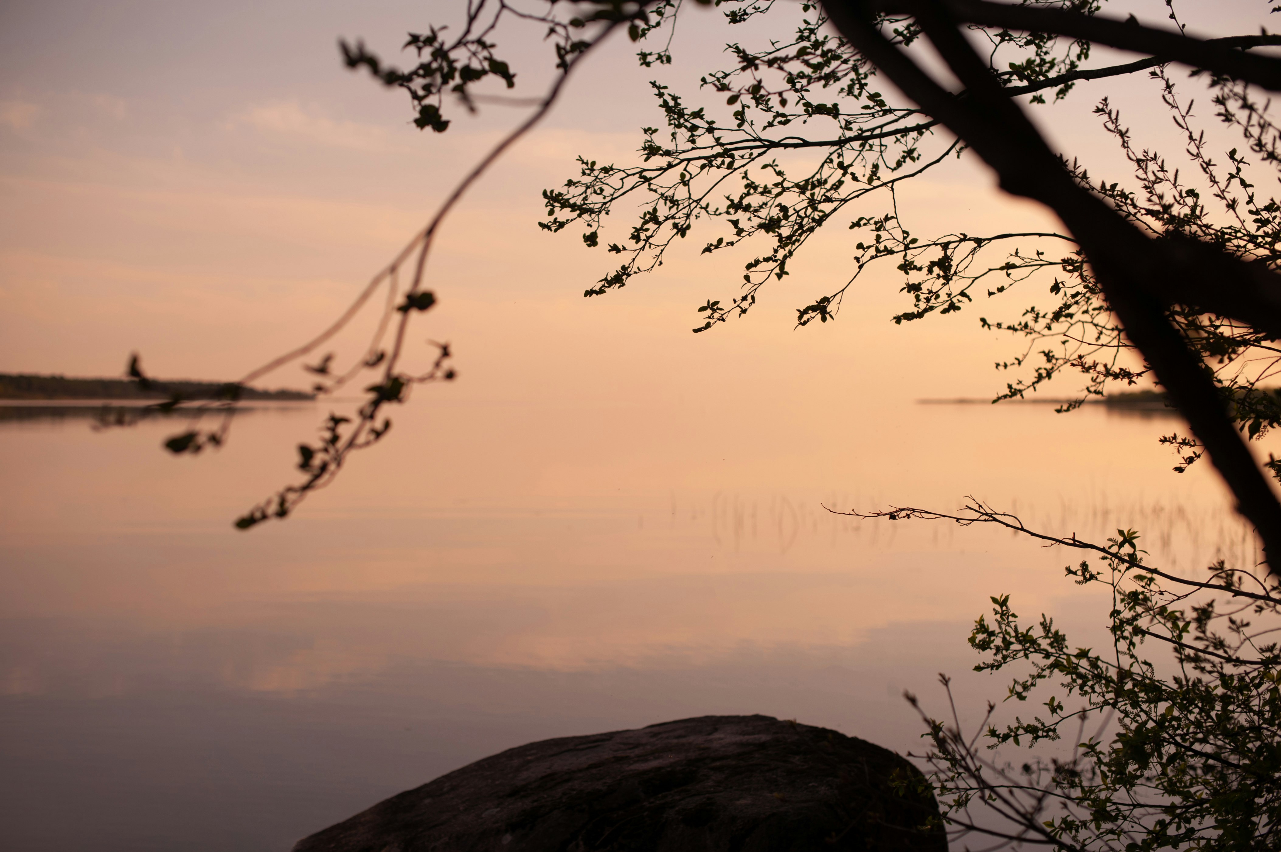 silhouette of tree branch during sunset